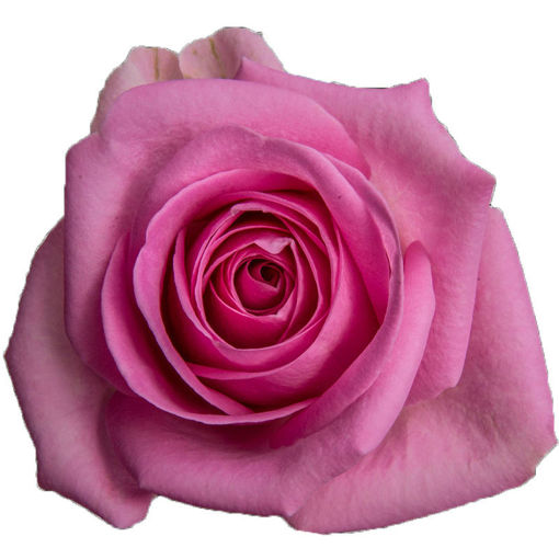 Picture of Rose Aqua