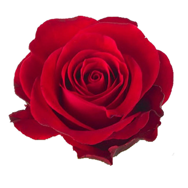 Rose Red Ribbon Cut Roses Flower Suppliers Wholesale Flowers Direct