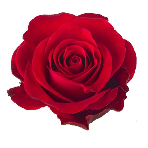 Picture of Rose Red Ribbon