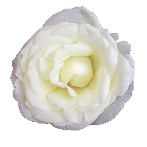 Picture of Rose Norma Jean