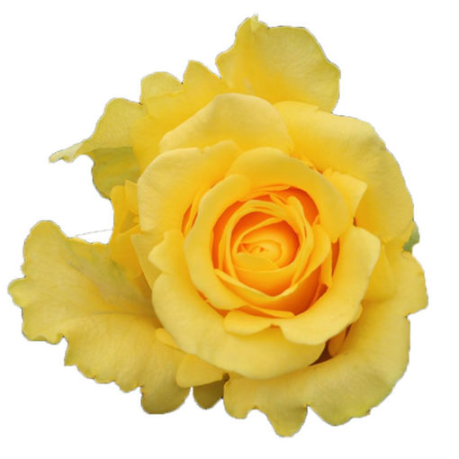 Picture of Rose Penny Lane