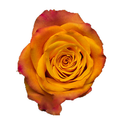 Picture of Rose Marie Claire