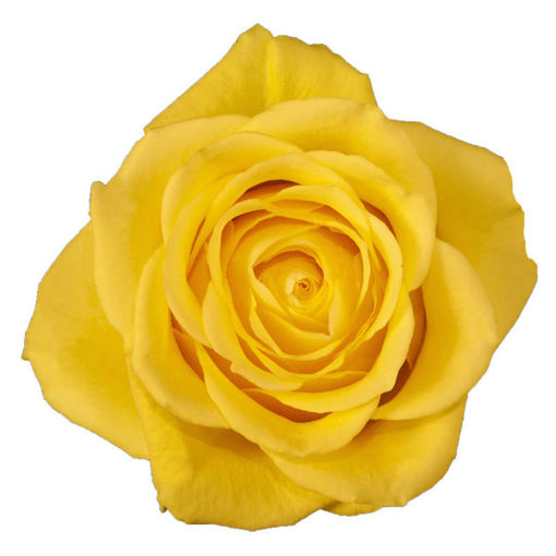 Picture of Rose Moonwalk