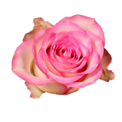 Picture of Rose Lovely Jewel