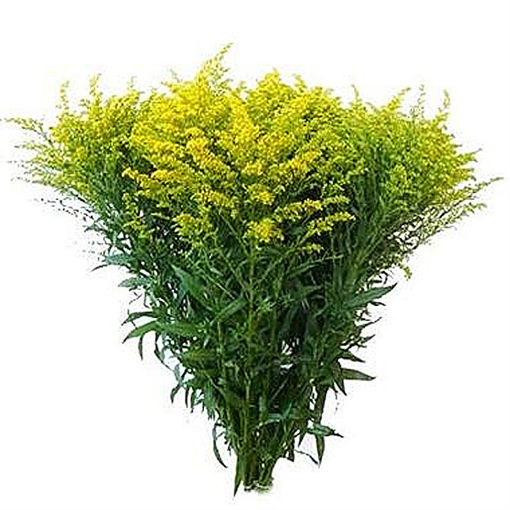 Picture of Solidago Golden Glory