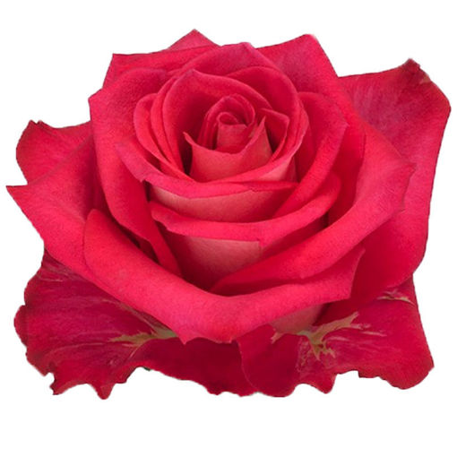 Picture of Rose Orchestra