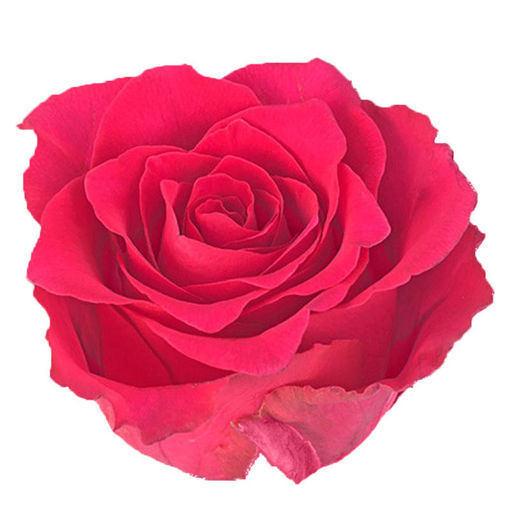 Picture of Rose Pink Rhodos