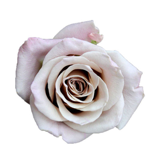 Picture of Rose Menta