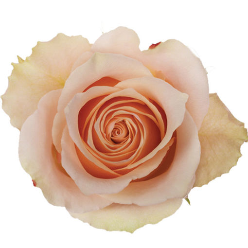 Picture of Rose Primavera
