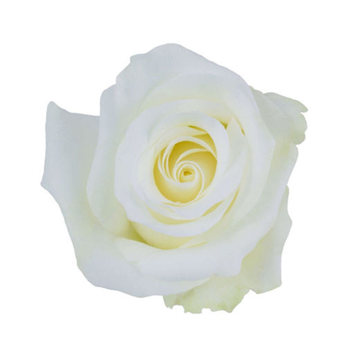 Picture of Rose Akito