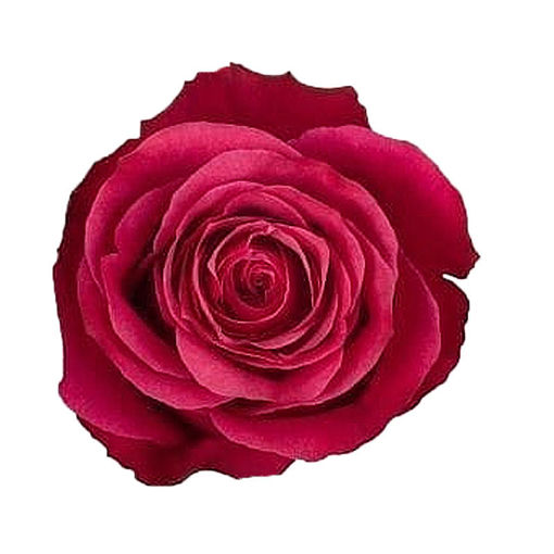 Picture of Rose Cherry O