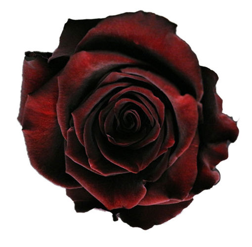 Picture of Rose Black Baccara