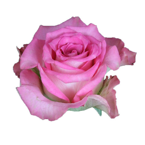 Picture of Rose African Jewel