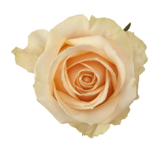 Picture of Rose Avalanche Peach