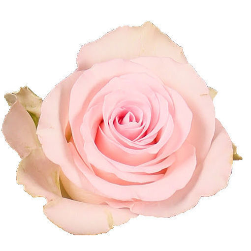 Picture of Rose Bisou