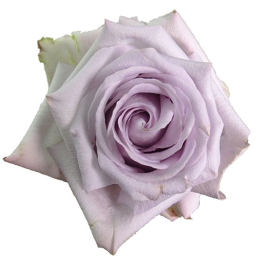 Picture of Rose Bounty Way