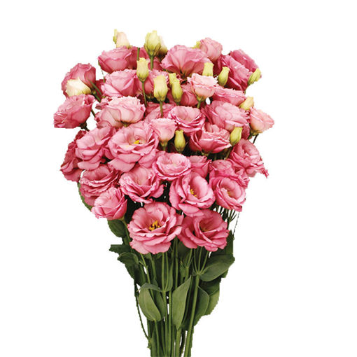Picture of Lisianthus Minuet Apricot Rose