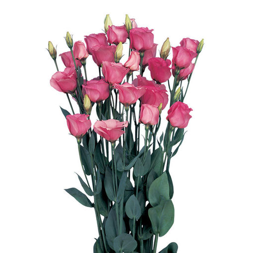 Picture of Lisianthus Piccolo Rose