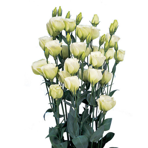 Picture of Lisianthus Piccolo Green