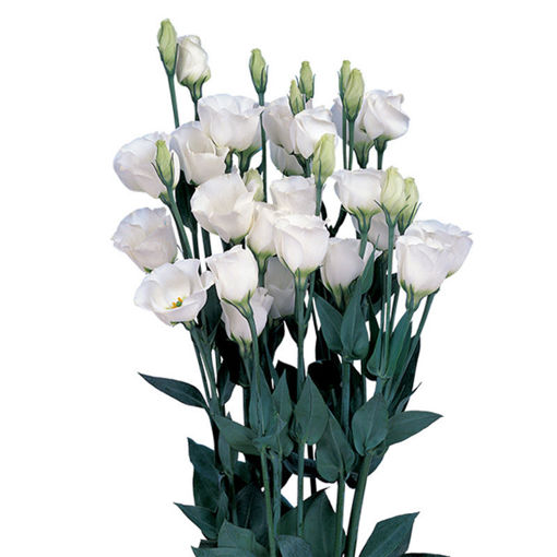 Picture of Lisianthus Piccolo White