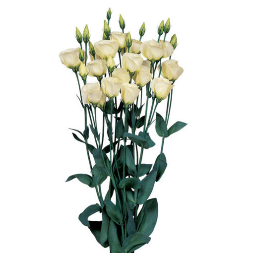 Picture of Lisianthus Piccolo Yellow