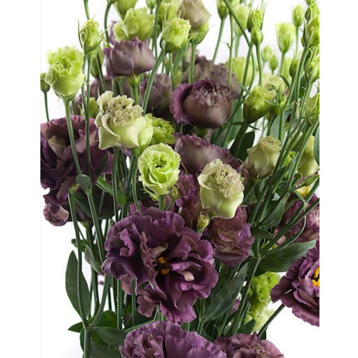 Picture of Lisianthus Rosanne Black Pearl