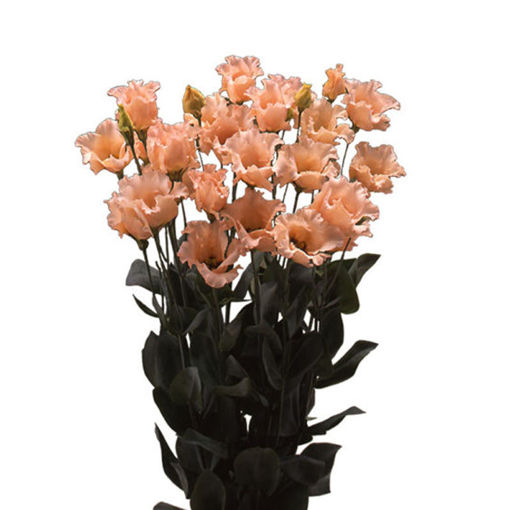 Picture of Lisianthus Falda Apricot