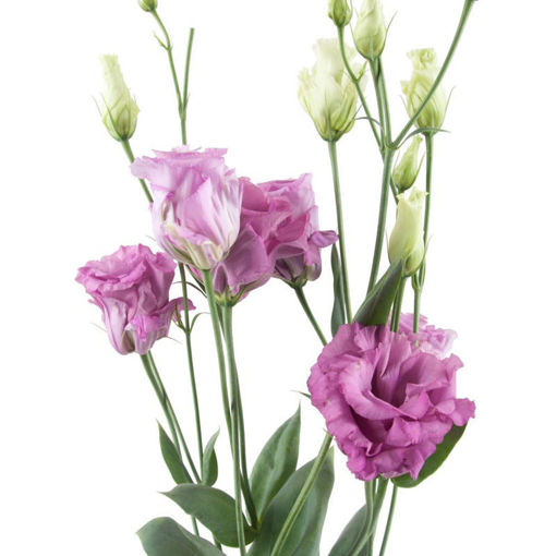 Picture of Lisianthus Celeb Grape