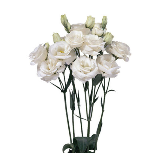 Picture of Lisianthus Rosita White