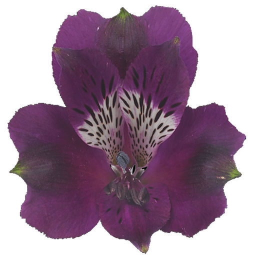Picture of Alstroemeria Carline