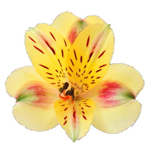 Picture of Alstroemeria Bali
