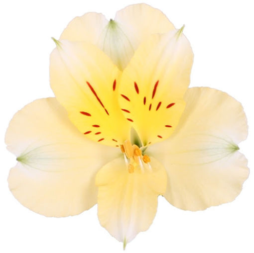 Picture of Alstroemeria Gigi Cream