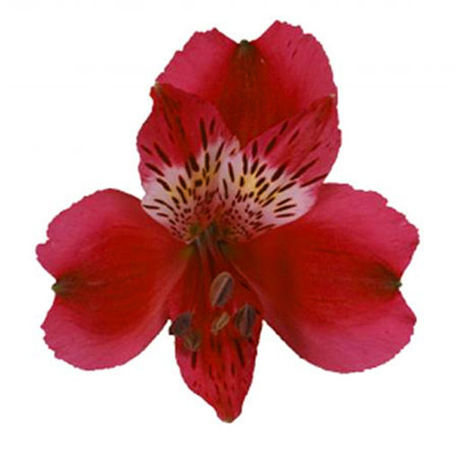 Picture of Alstroemeria Granada