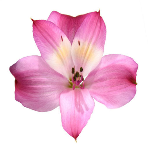 Picture of Alstroemeria Intenz Pink