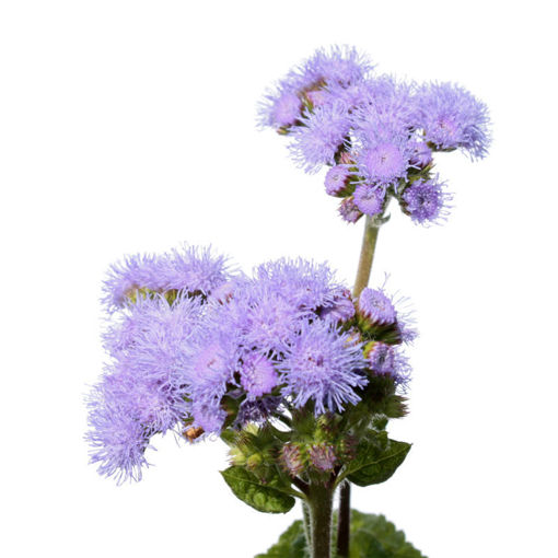 Picture of Ageratum Blue Horizon