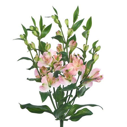Picture of Alstroemeria Charmelia Pink