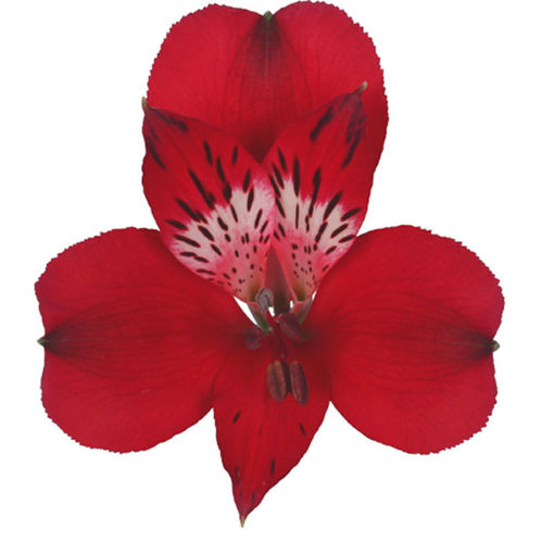 Picture of Alstroemeria Forza