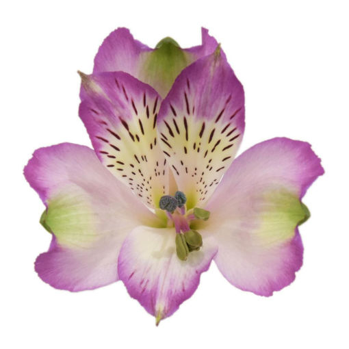 Picture of Alstroemeria Hawaiian Dream