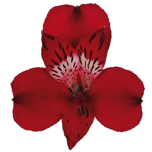 Picture of Alstroemeria Nirvana