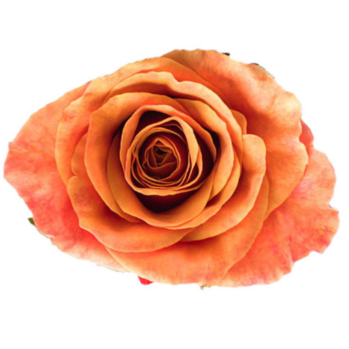 Picture of Rose Espana