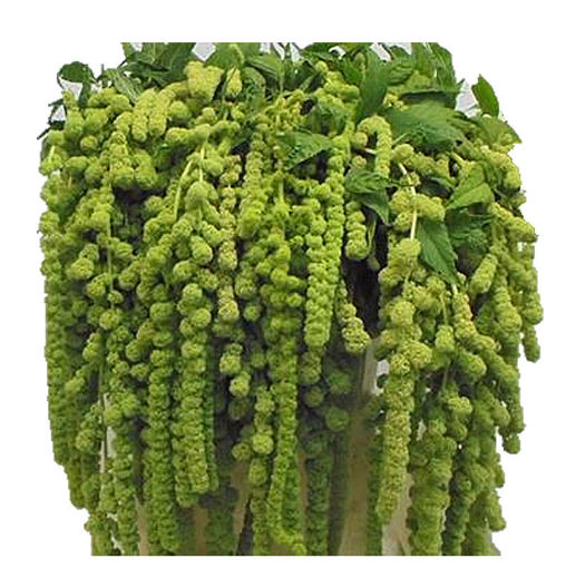 Picture of Amaranthus Cycloops