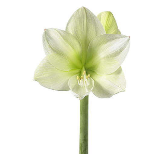 Picture of Amaryllis Challenger