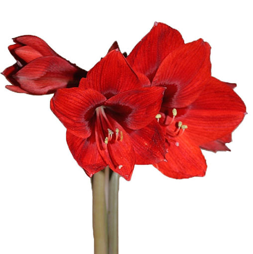Picture of Amaryllis Rapido