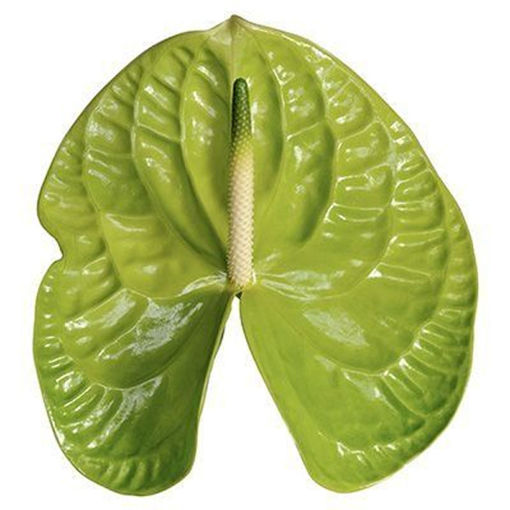 Picture of Anthurium Grand Slam