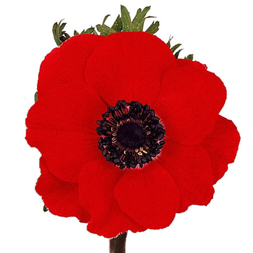 Picture of Anemone Marianne Red