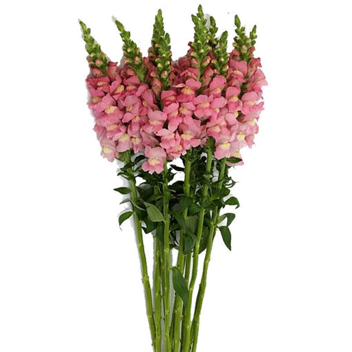 Picture of Antirrhinum Improved Pink