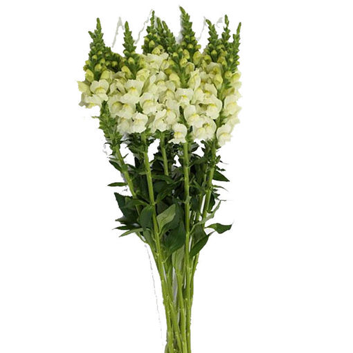 Picture of Antirrhinum Improved white