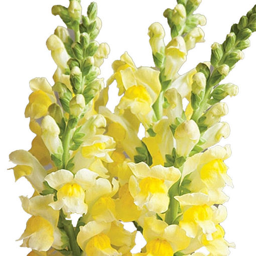 Picture of Antirrhinum Improved Yellow