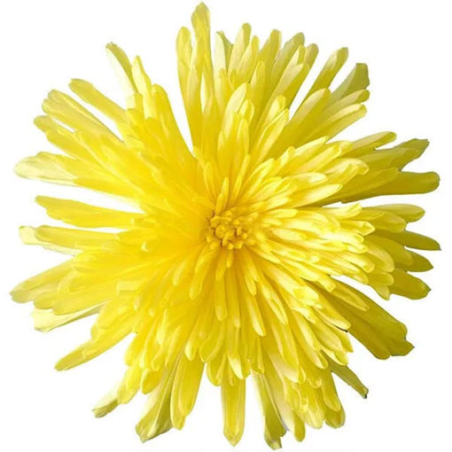 Picture of Chrysant. Anastasia Yellow