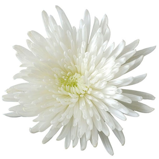 Picture of Chrysant. Anastasia White